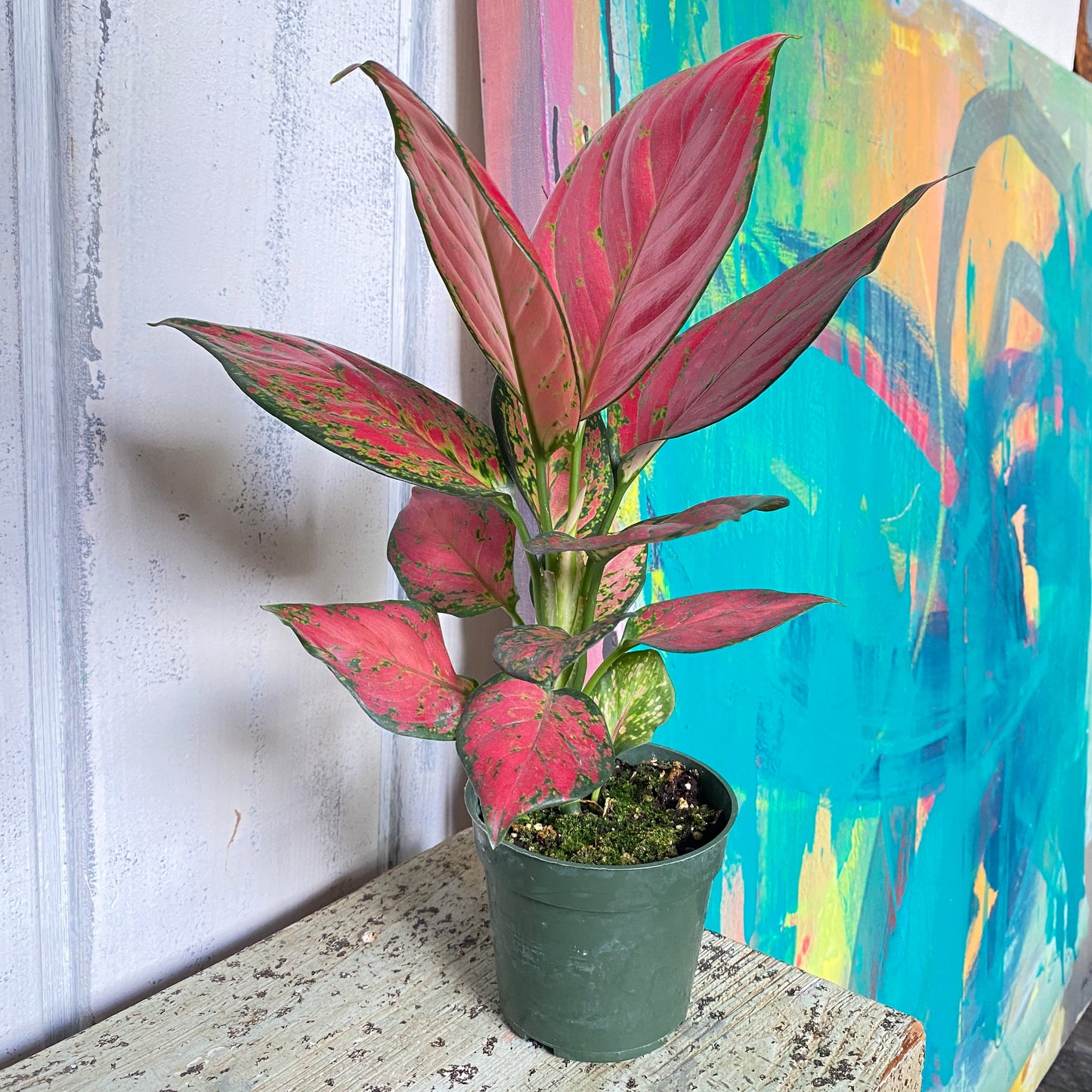 Aglaonema 'Rich Red'