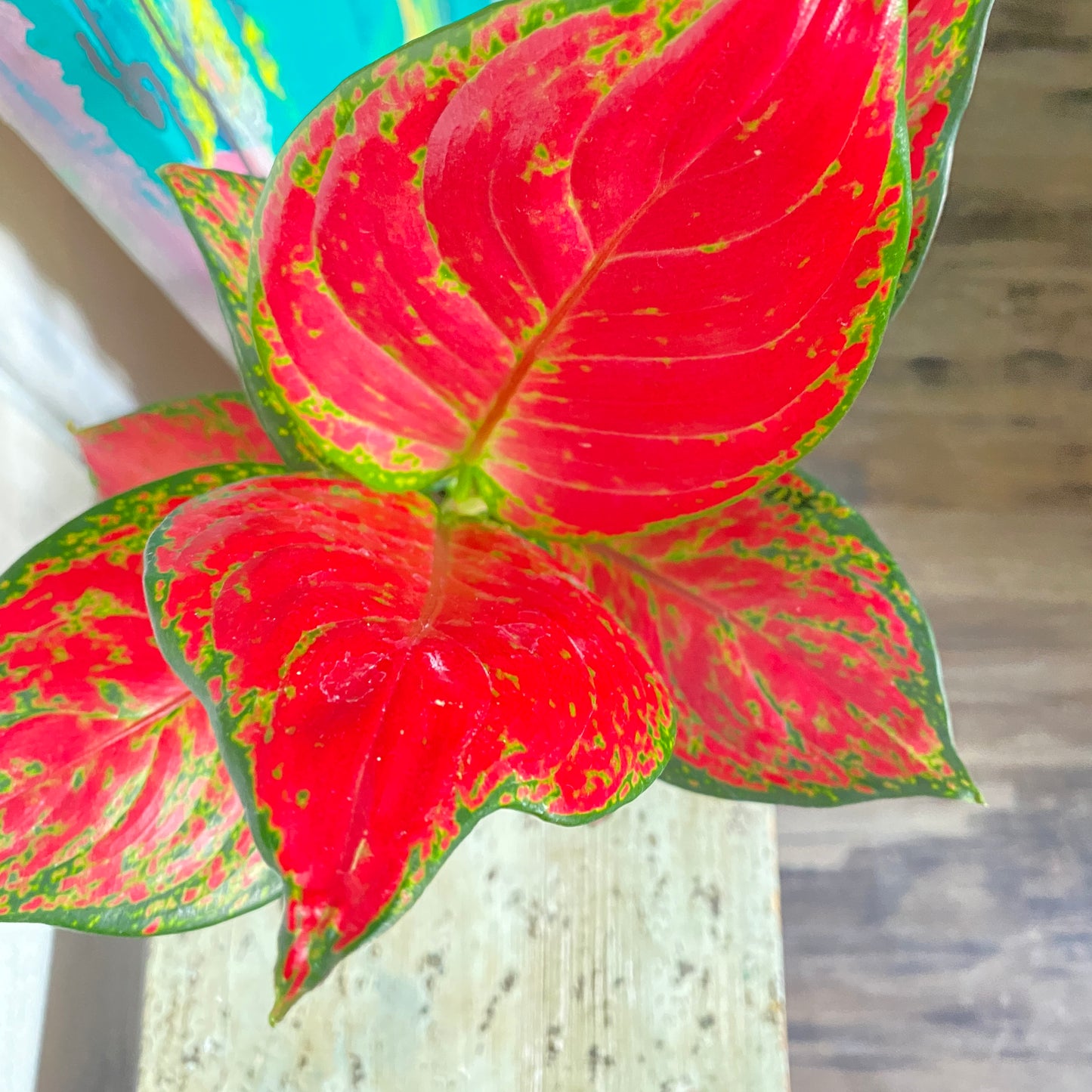 Aglaonema 'Rich Red'