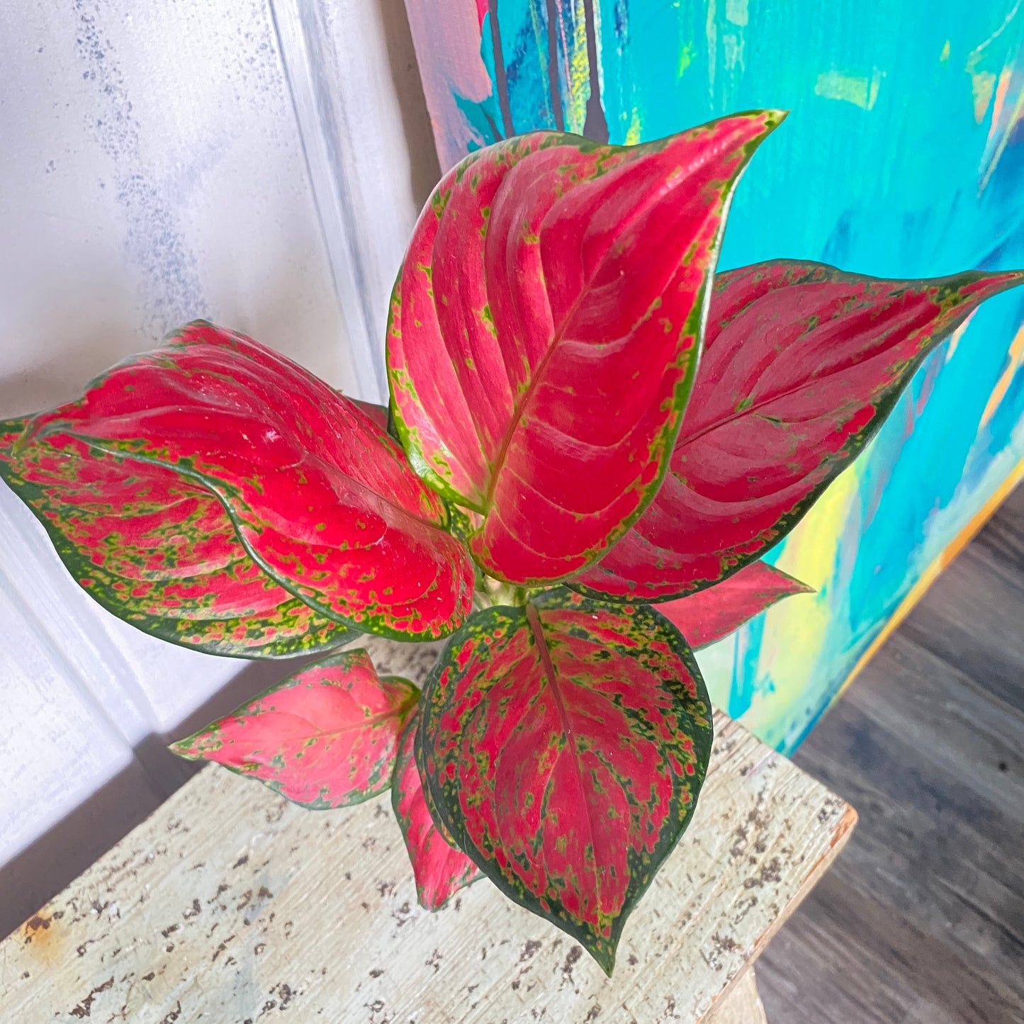 Aglaonema 'Rich Red'