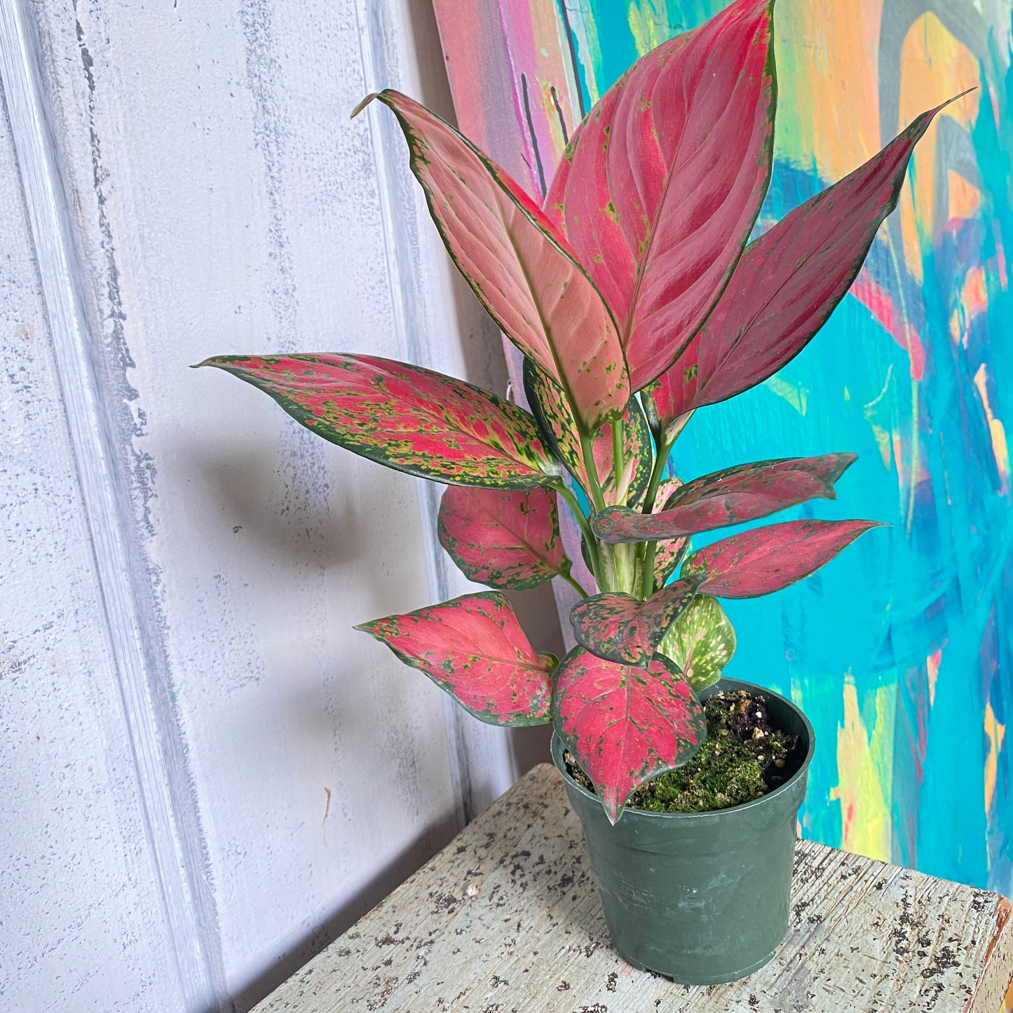 Aglaonema 'Rich Red'