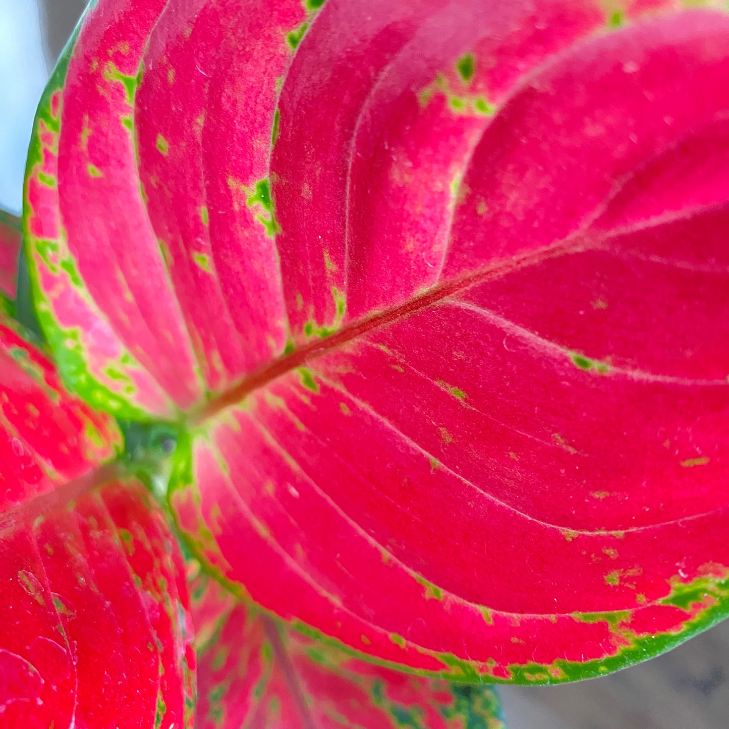 Aglaonema 'Rich Red'