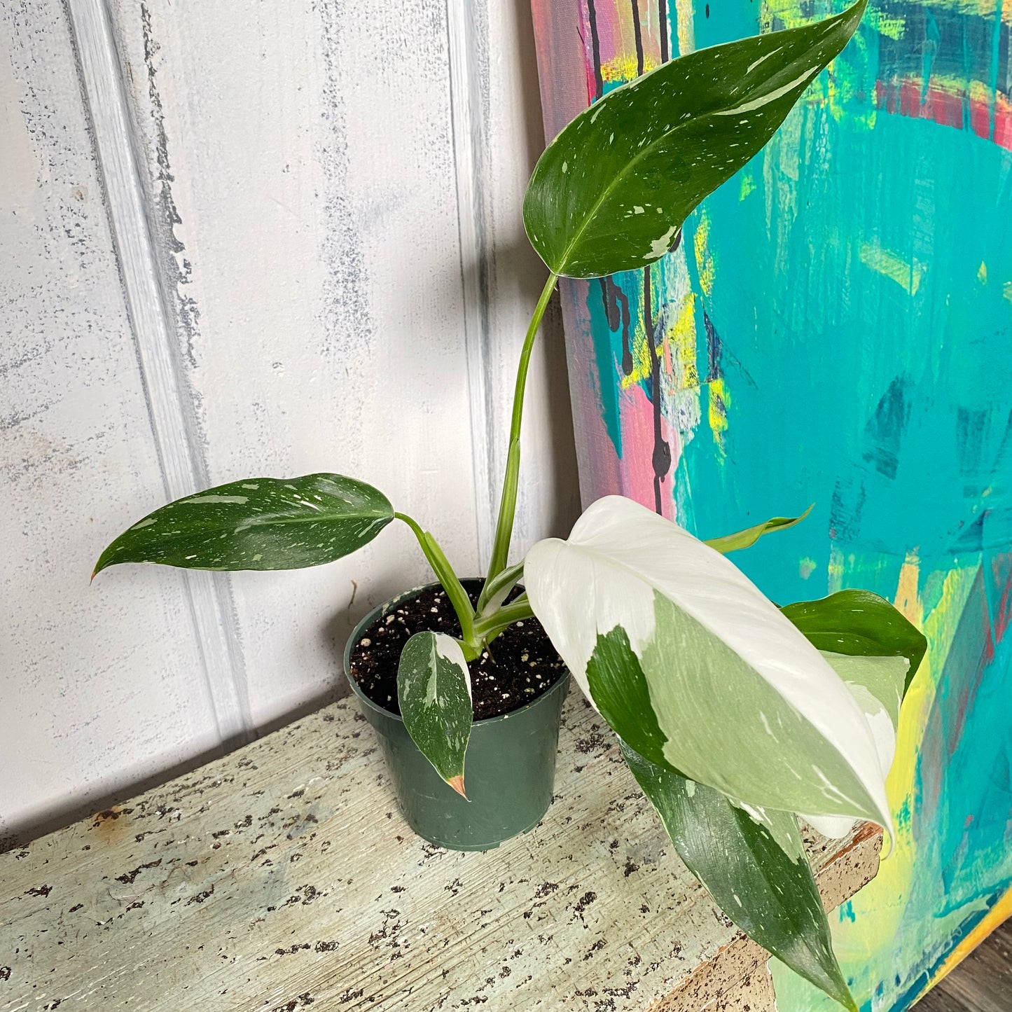 Epipremnum pinnatum 'Albo Variegata'