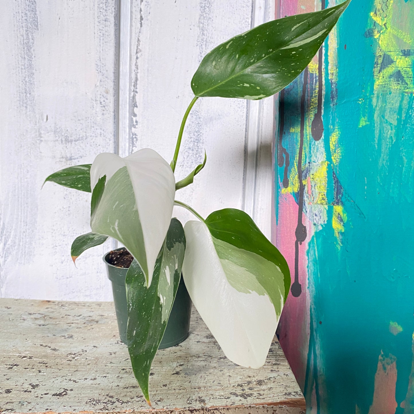 Epipremnum pinnatum 'Albo Variegata'