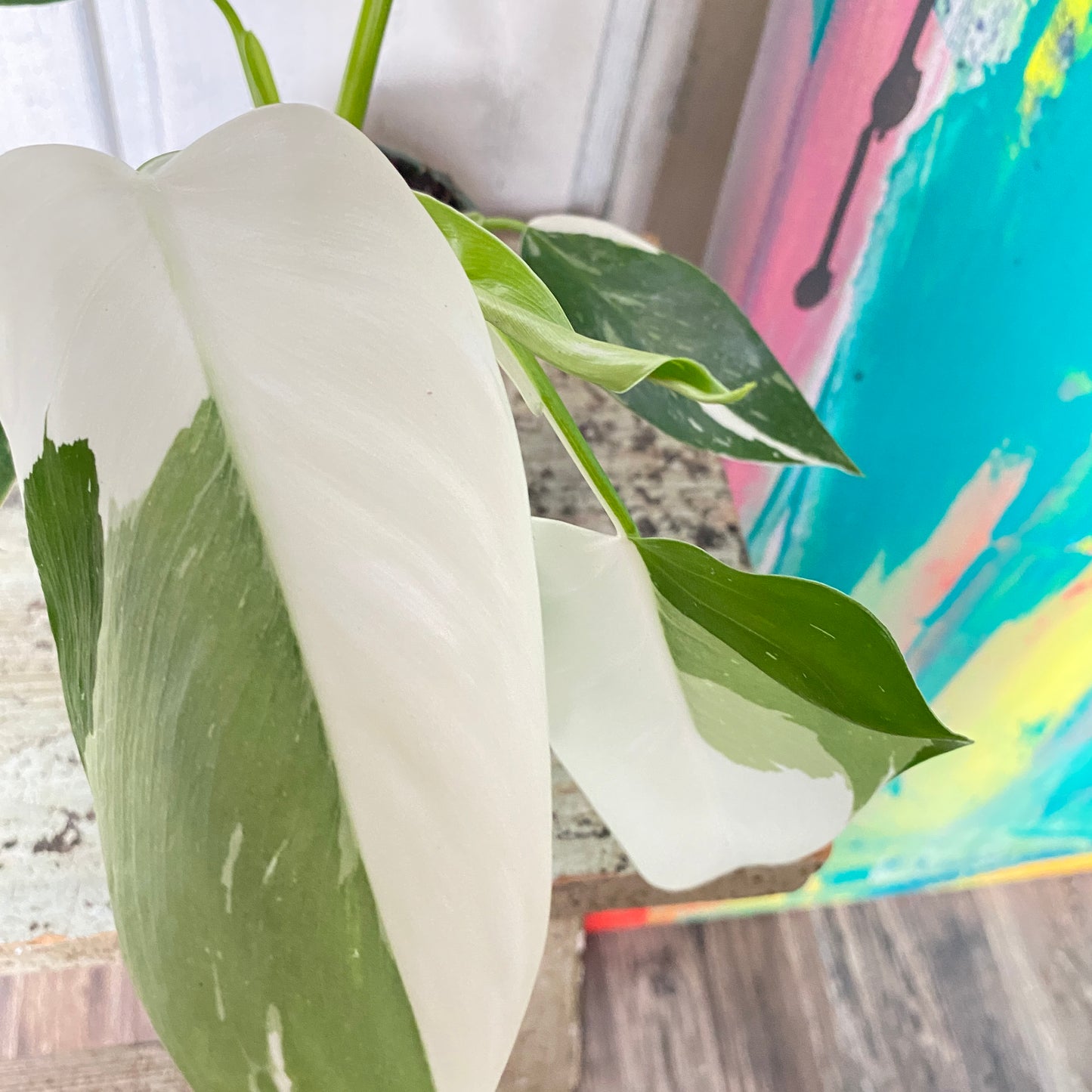Epipremnum pinnatum 'Albo Variegata'