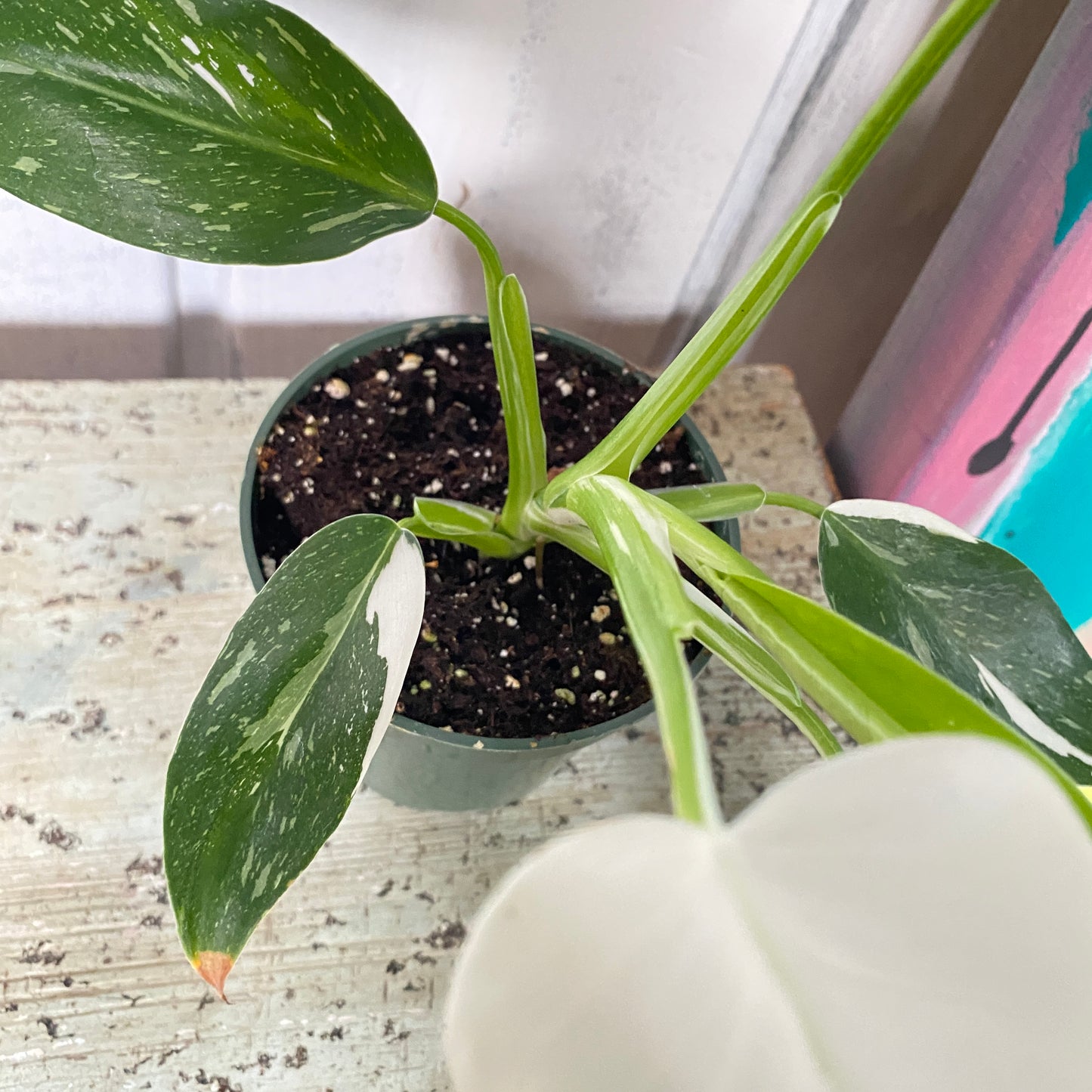 Epipremnum pinnatum 'Albo Variegata'