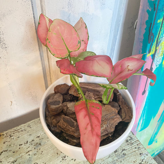 Aglaonema Valentine