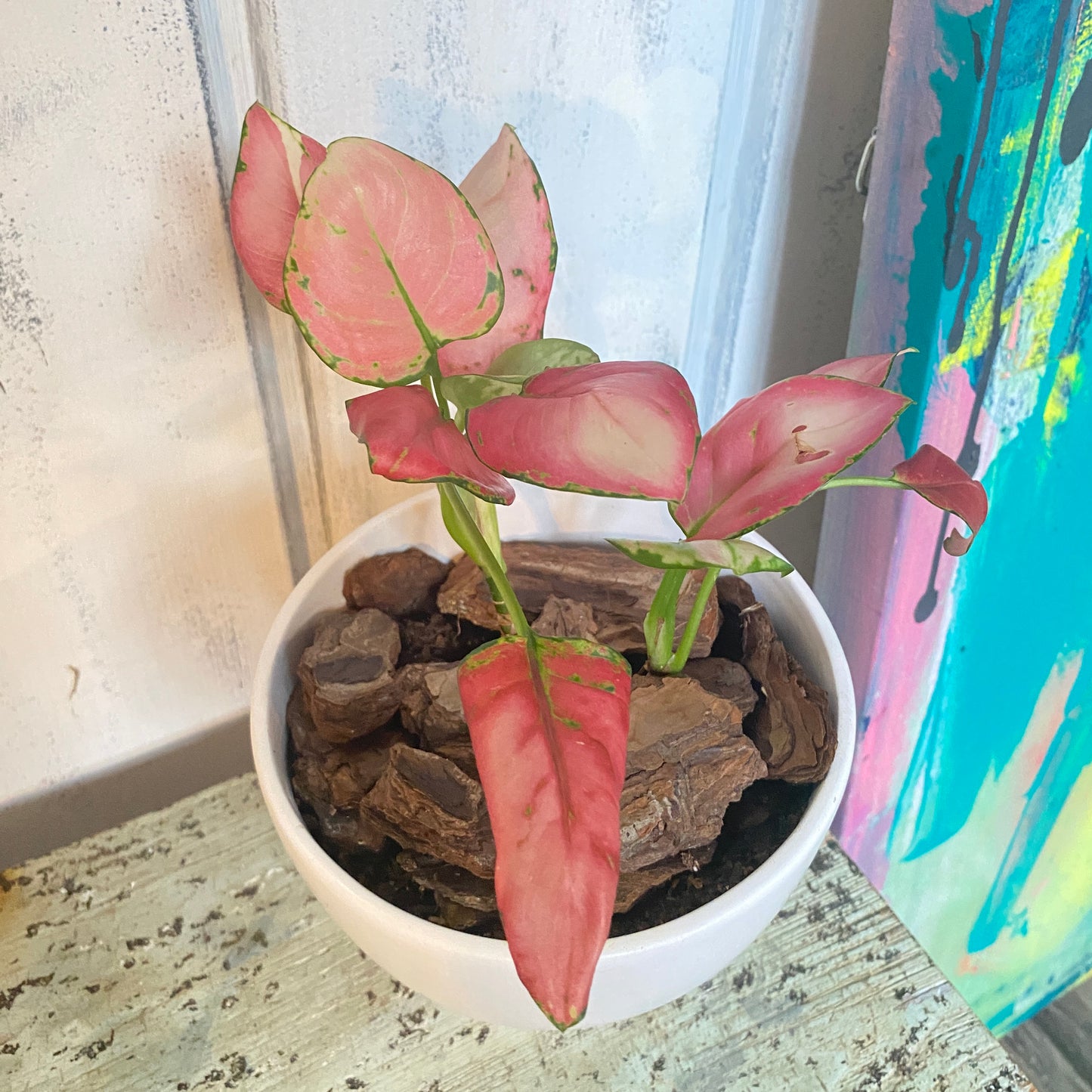 Aglaonema Valentine
