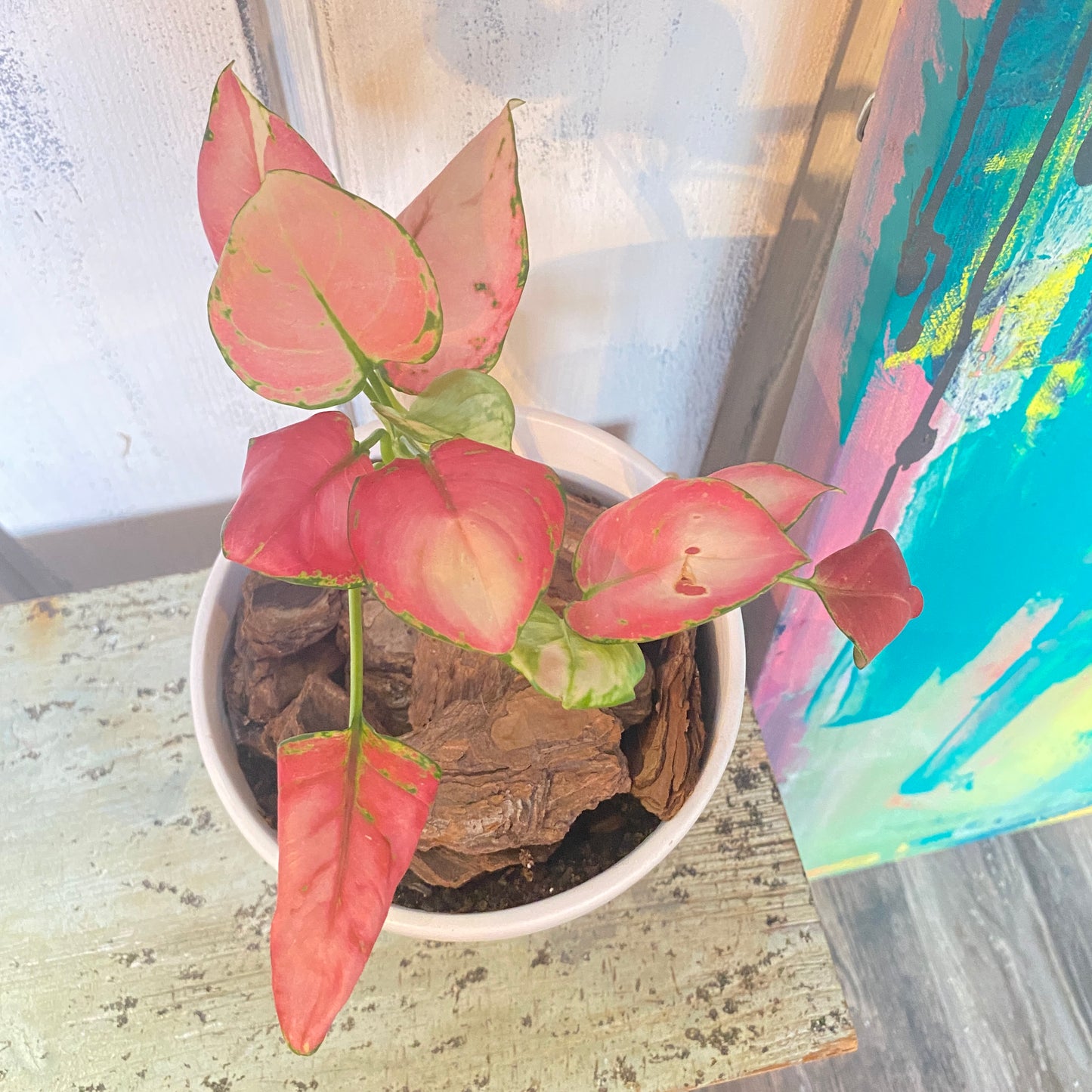 Aglaonema Valentine