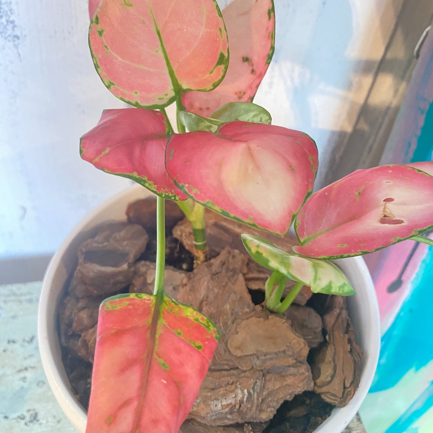 Aglaonema Valentine