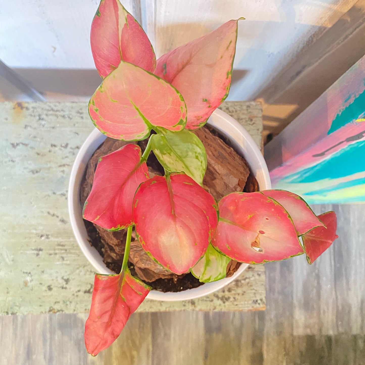 Aglaonema Valentine