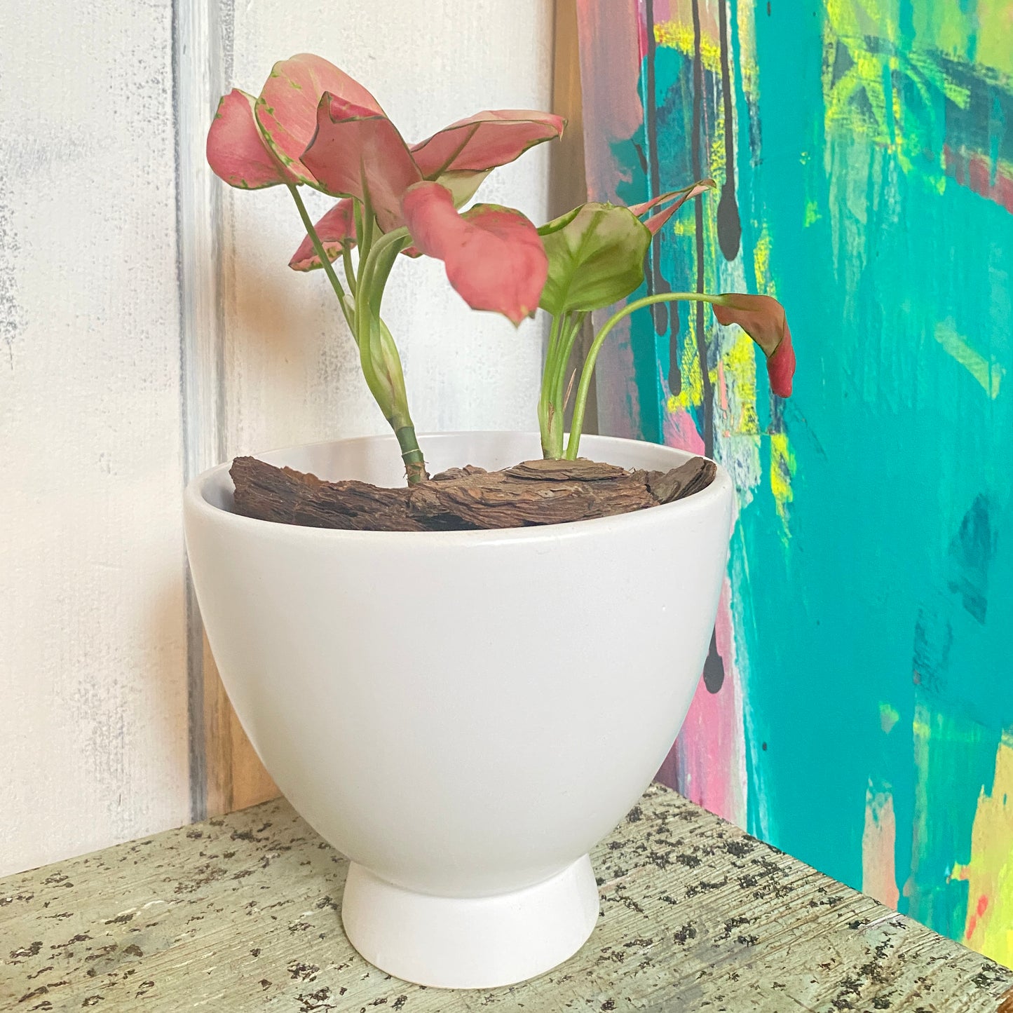Aglaonema Valentine