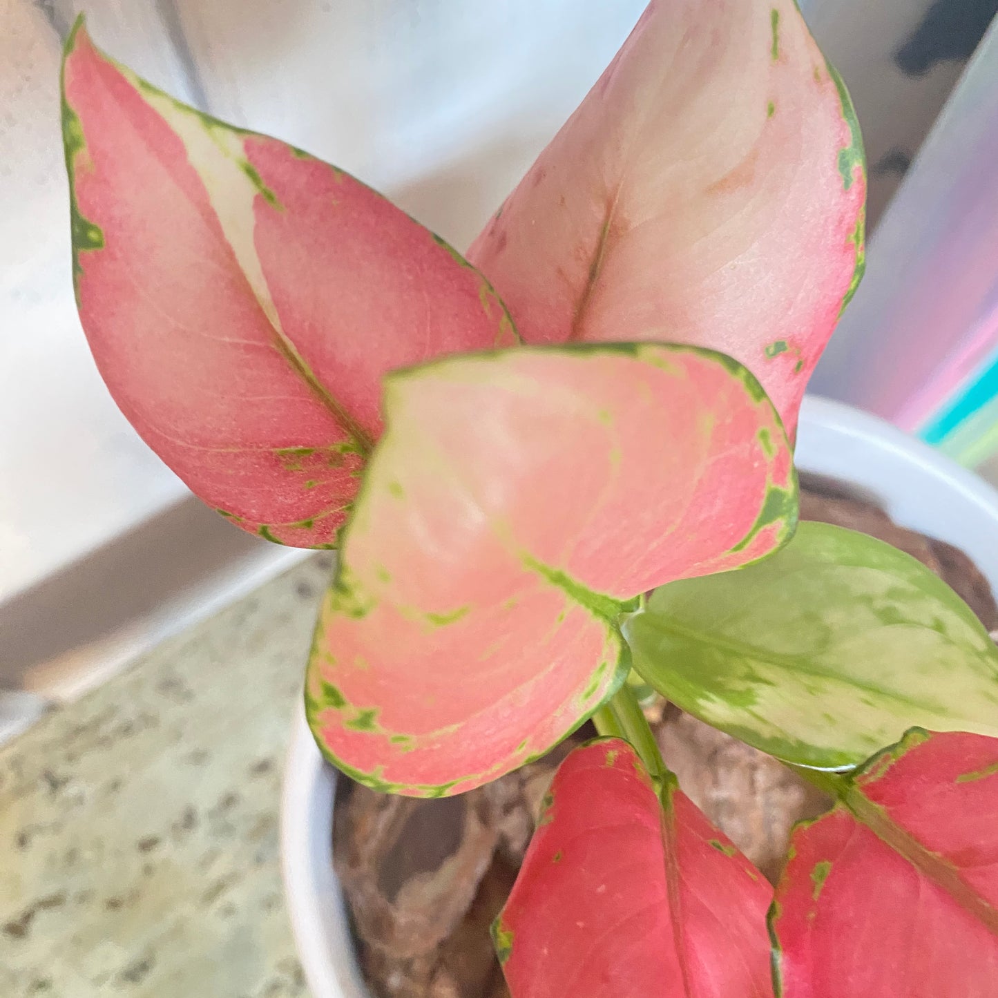 Aglaonema Valentine