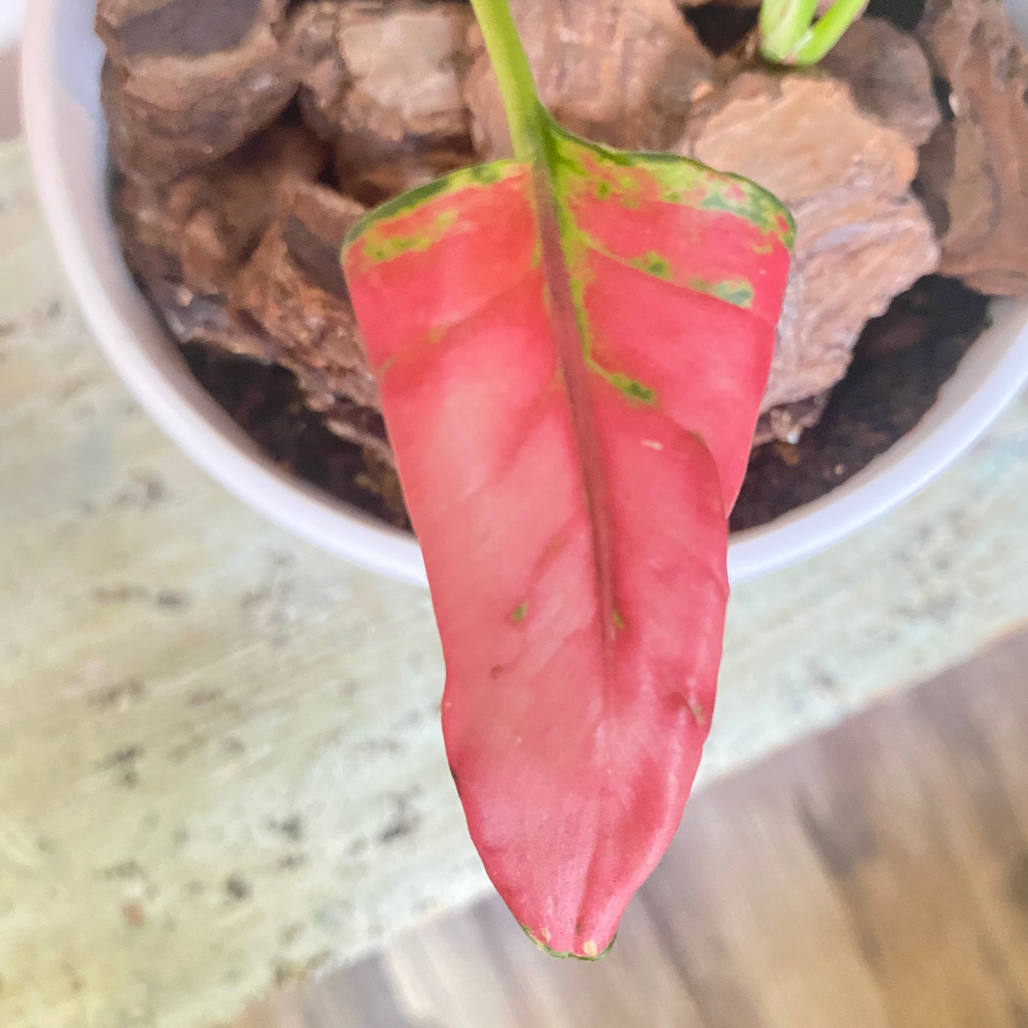 Aglaonema Valentine