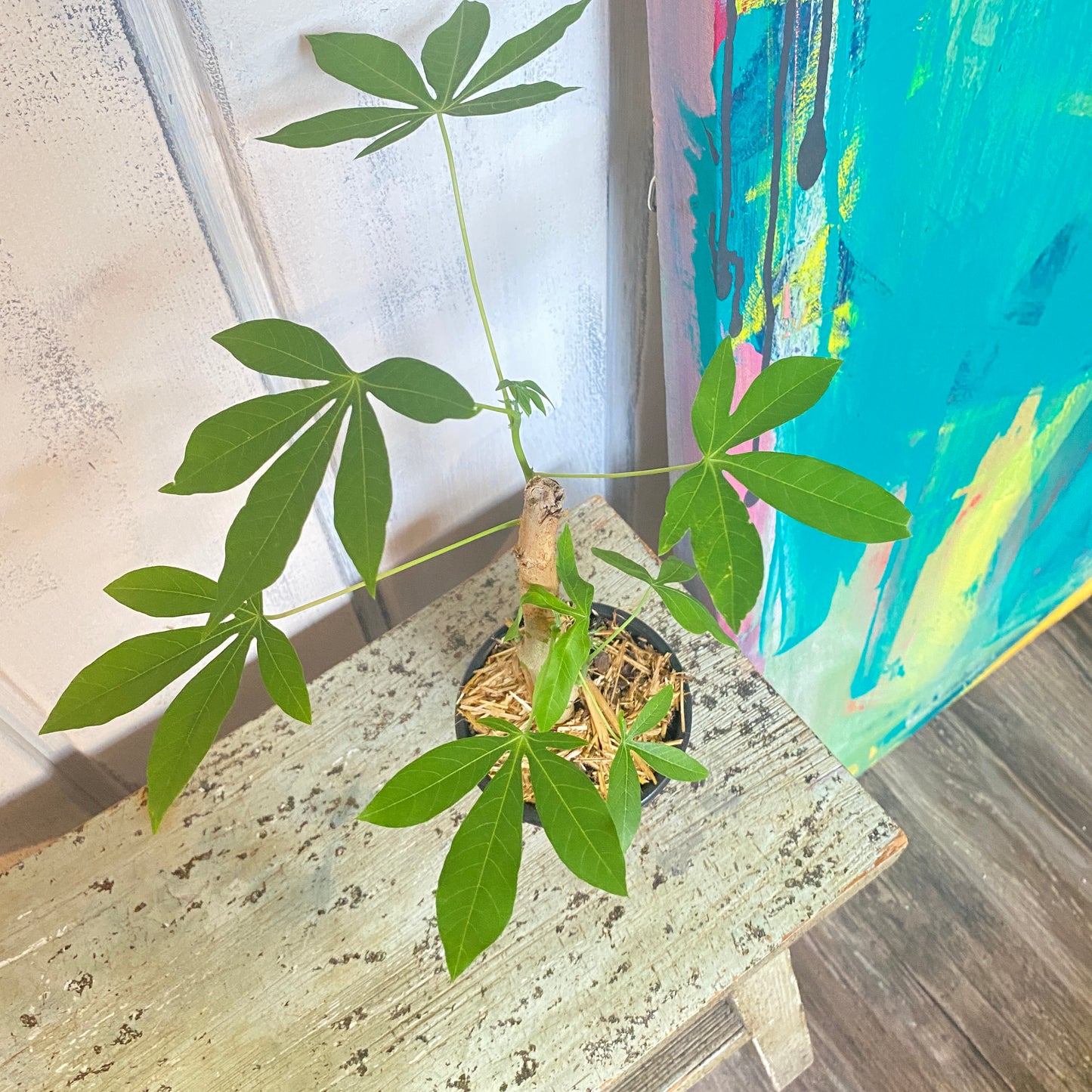 Money Tree