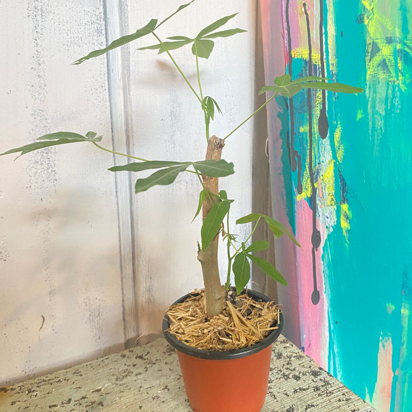 Money Tree