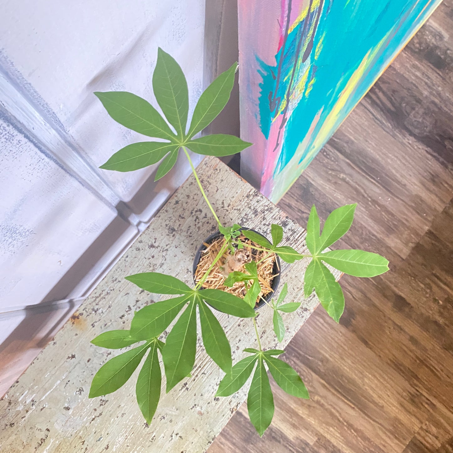 Money Tree