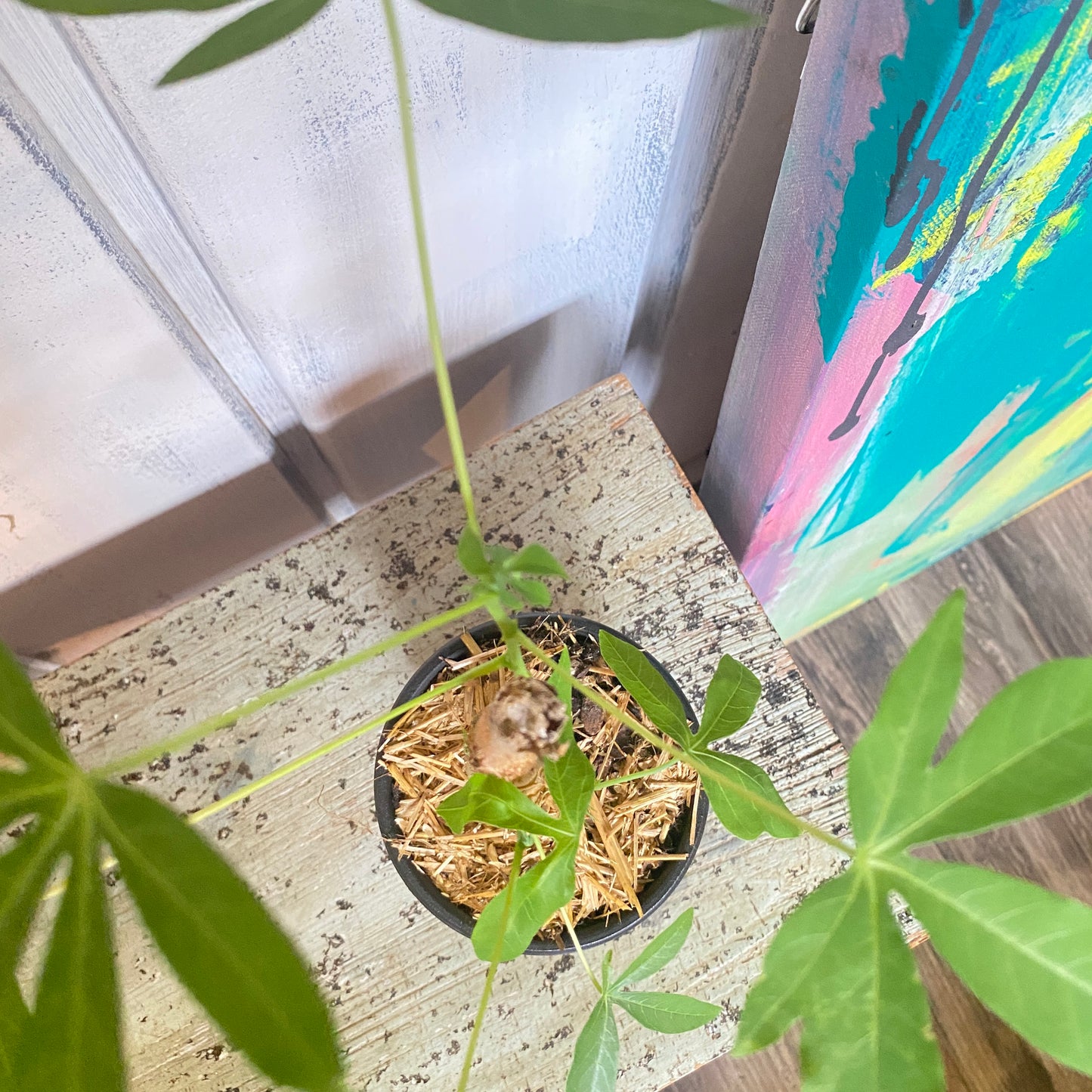 Money Tree