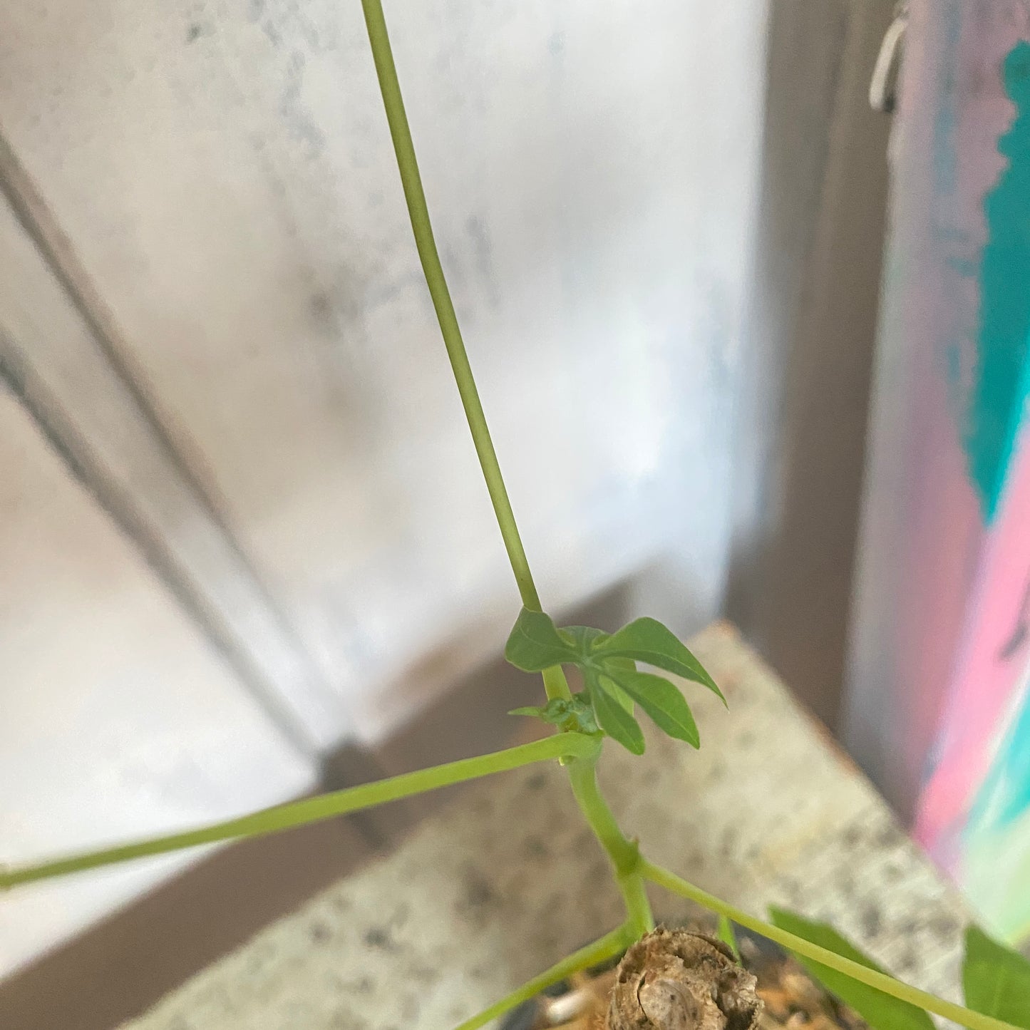 Money Tree