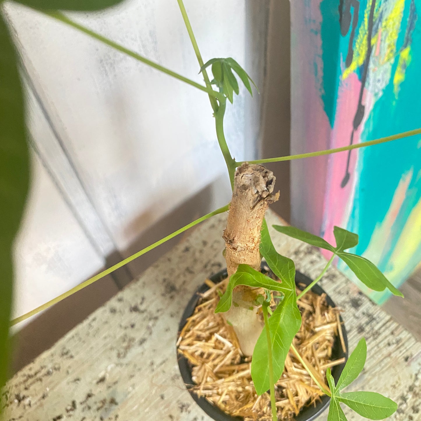 Money Tree