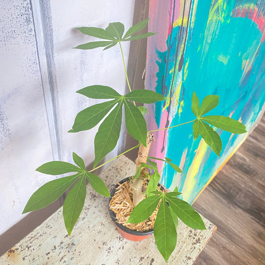Money Tree