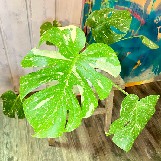 Monstera Deliciosa 'Thai Constellation' in Distressed Faux Urn
