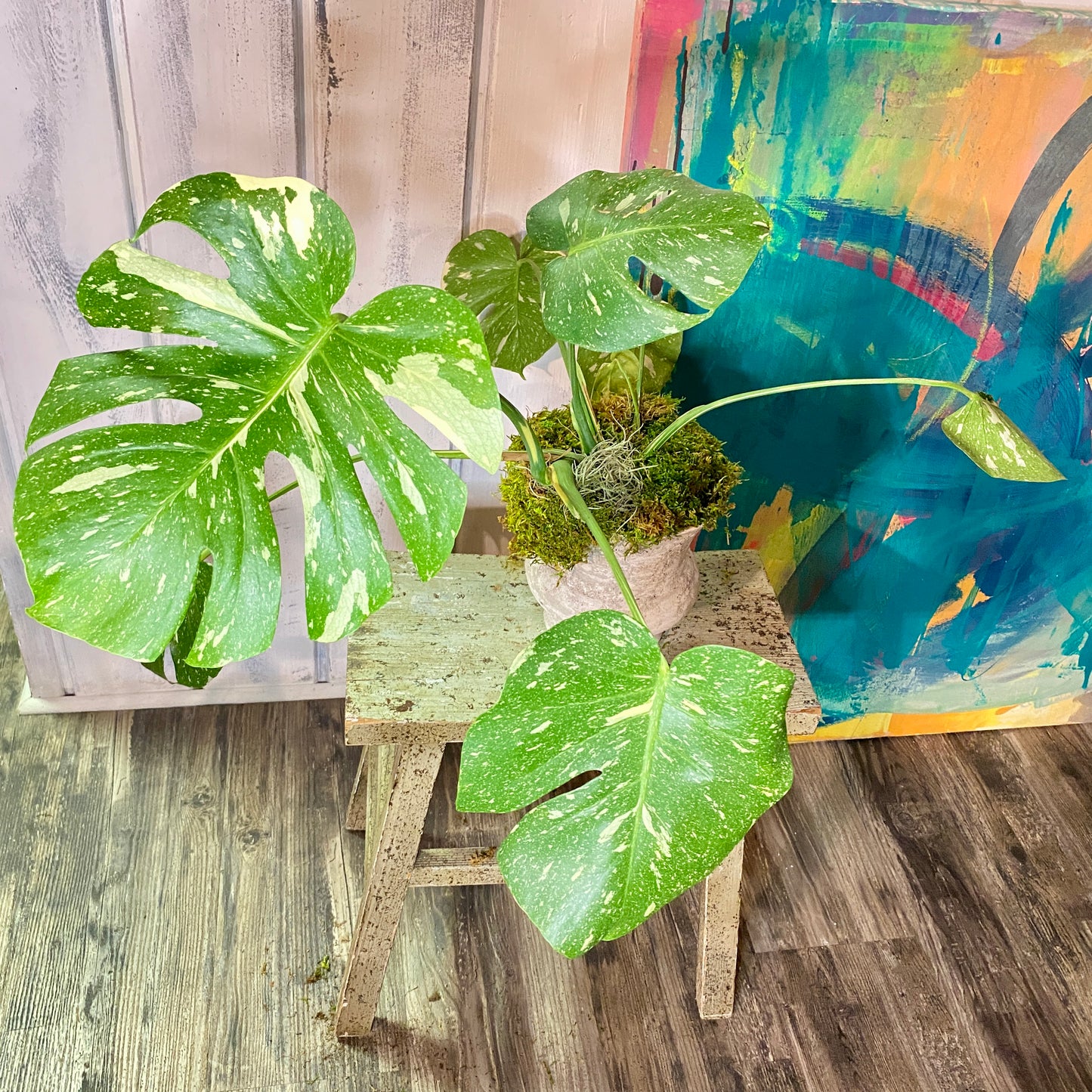 Monstera Deliciosa 'Thai Constellation' in Distressed Faux Urn