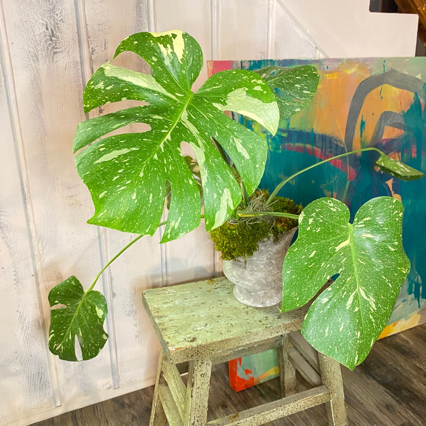 Monstera Deliciosa 'Thai Constellation' in Distressed Faux Urn