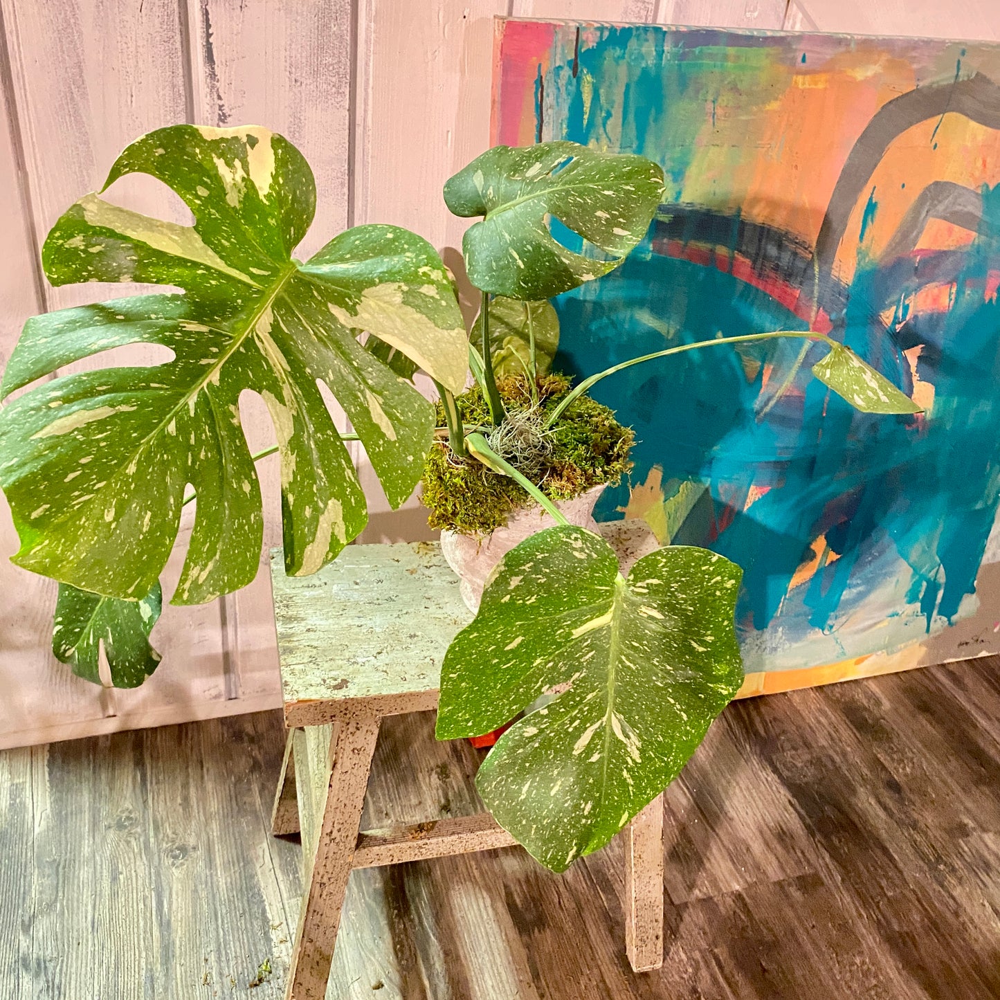 Monstera Deliciosa 'Thai Constellation' in Distressed Faux Urn
