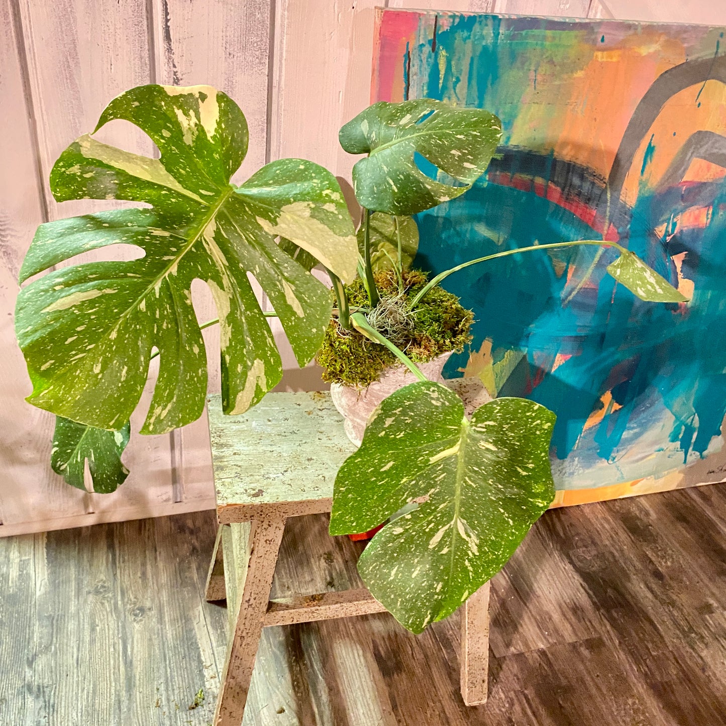Monstera Deliciosa 'Thai Constellation' in Distressed Faux Urn
