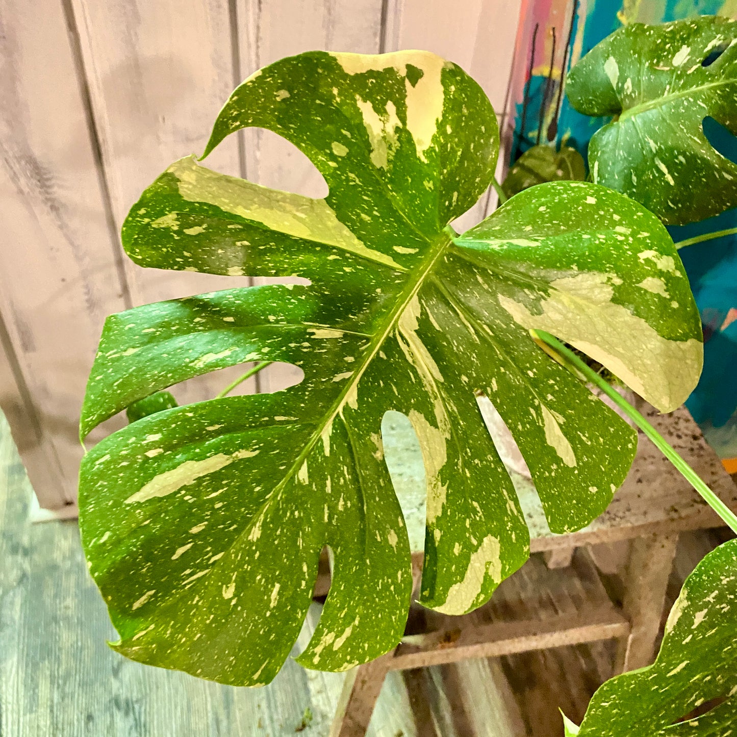 Monstera Deliciosa 'Thai Constellation' in Distressed Faux Urn