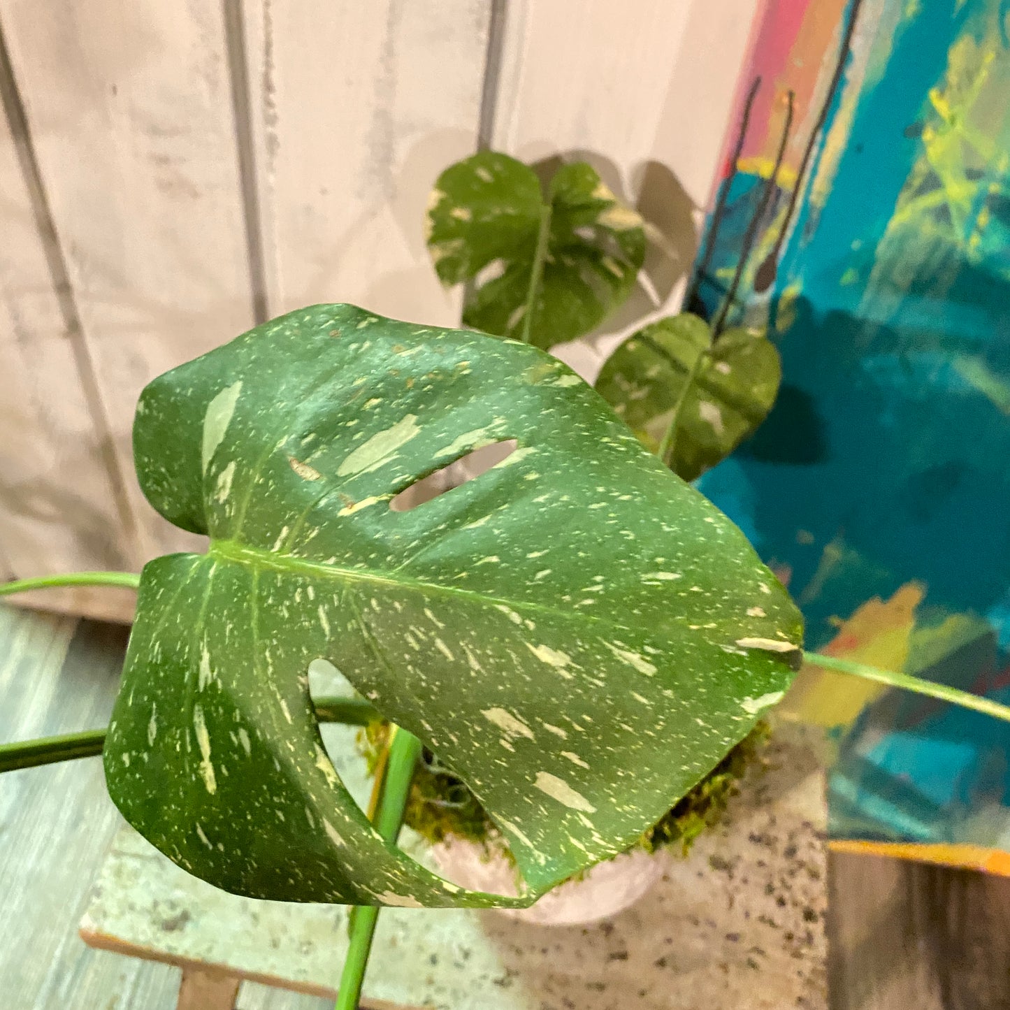 Monstera Deliciosa 'Thai Constellation' in Distressed Faux Urn