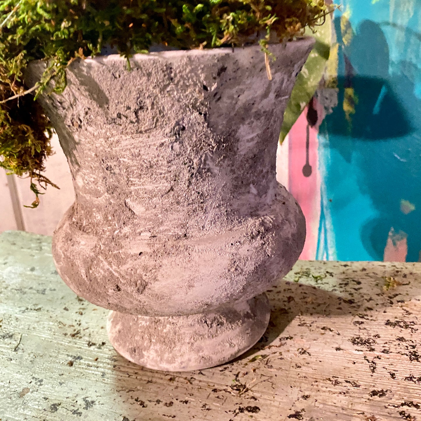 Monstera Deliciosa 'Thai Constellation' in Distressed Faux Urn