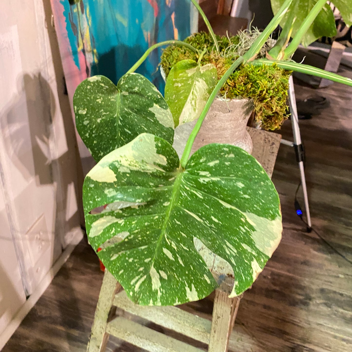 Monstera Deliciosa 'Thai Constellation' in Distressed Faux Urn