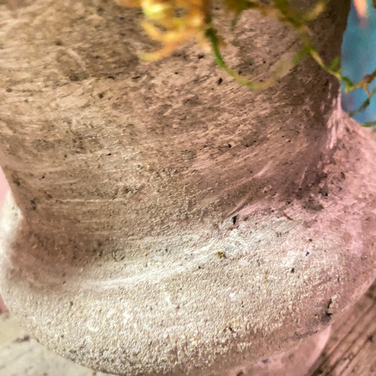 Monstera Deliciosa 'Thai Constellation' in Distressed Faux Urn