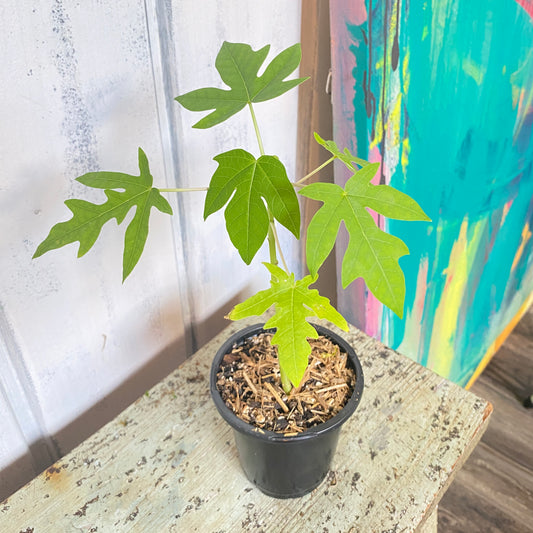 Dwarf Papaya Tree