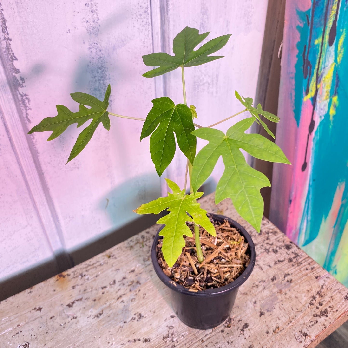 Dwarf Papaya Tree