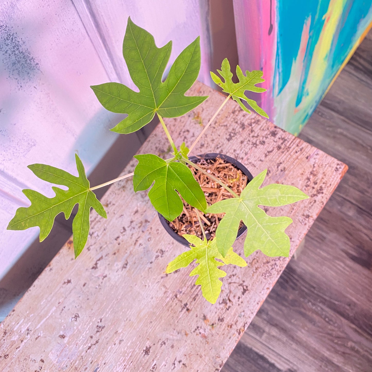 Dwarf Papaya Tree