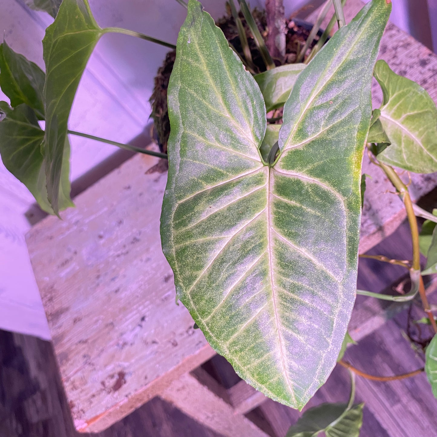 Arrowhead Plant Syngonium Podophyllum