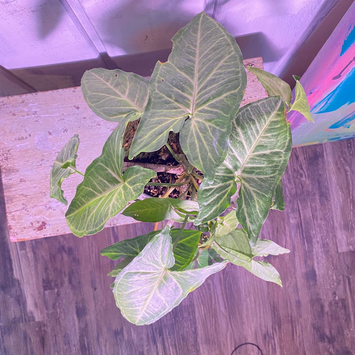 Arrowhead Plant Syngonium Podophyllum
