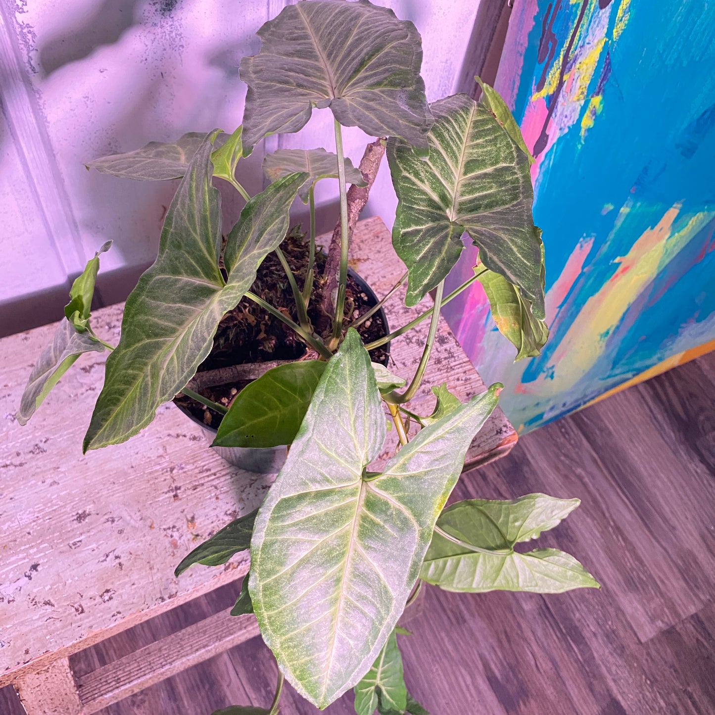 Arrowhead Plant Syngonium Podophyllum