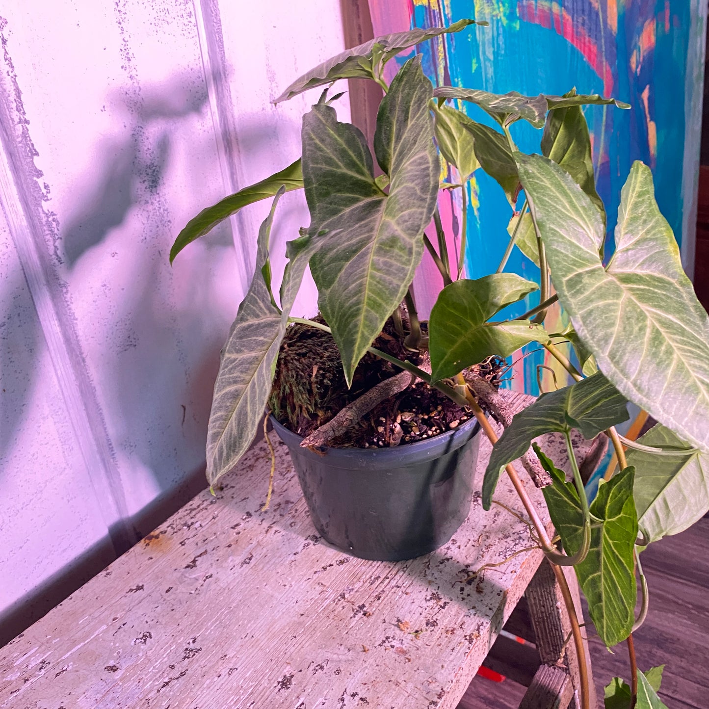 Arrowhead Plant Syngonium Podophyllum