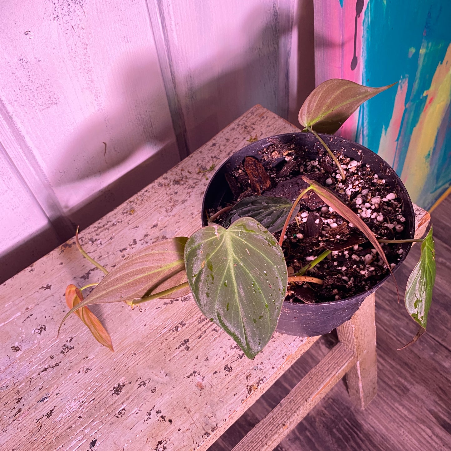 Philodendron Micans