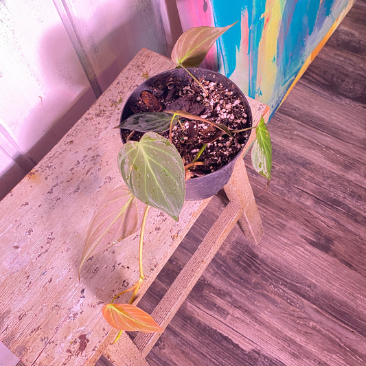 Philodendron Micans