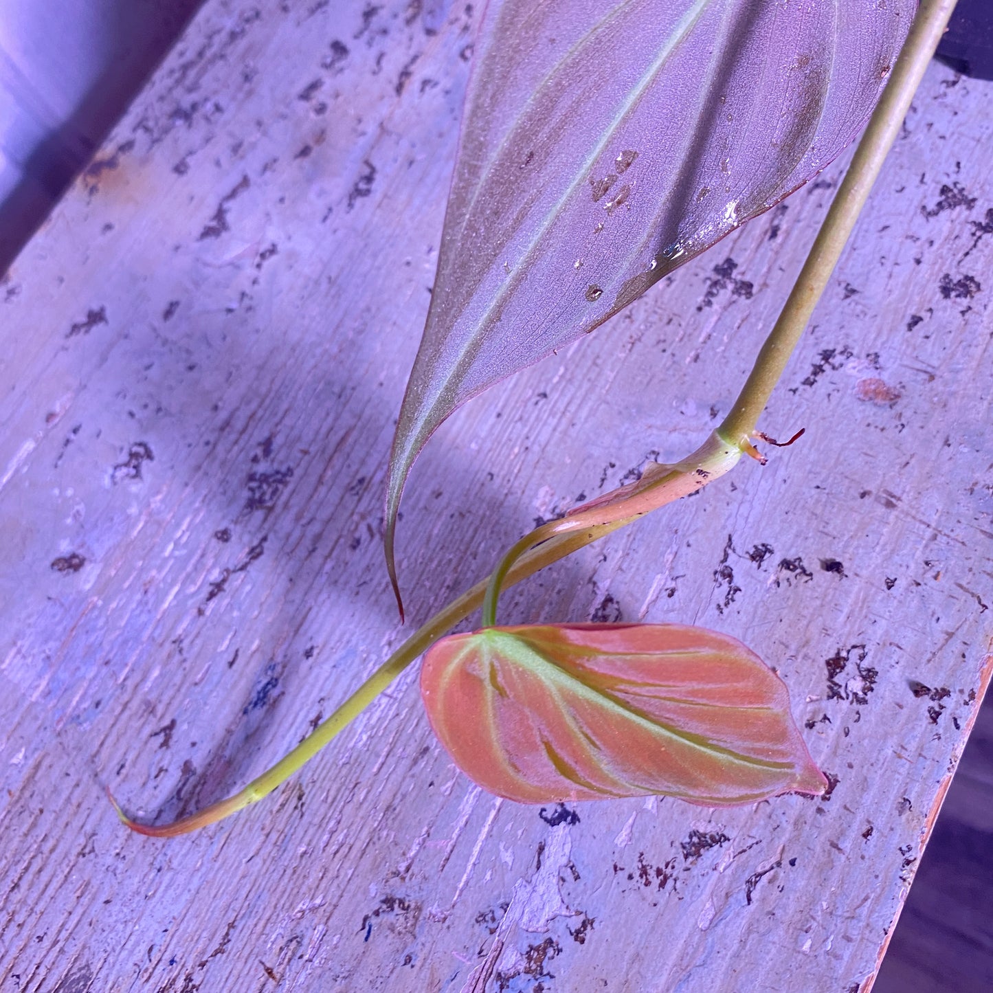 Philodendron Micans