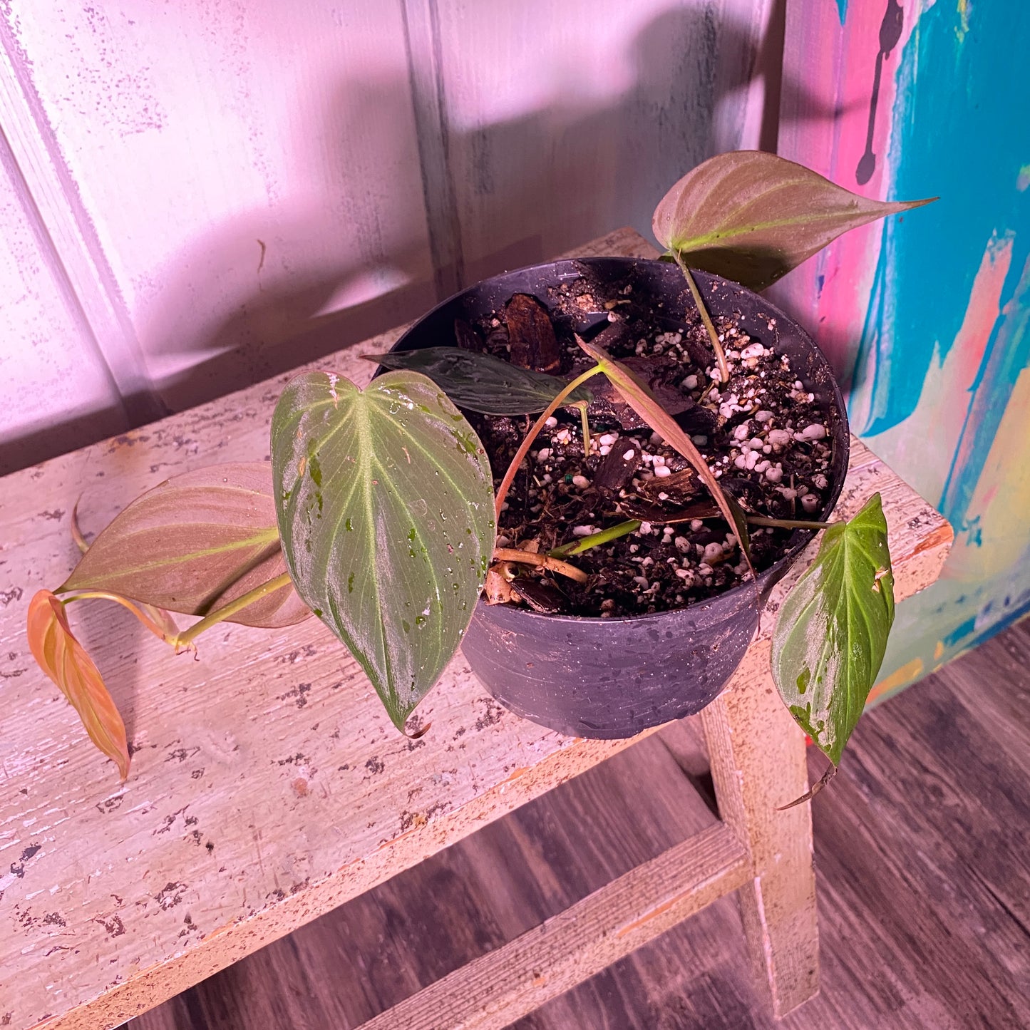 Philodendron Micans