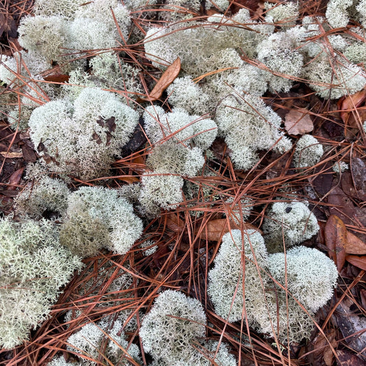 moss