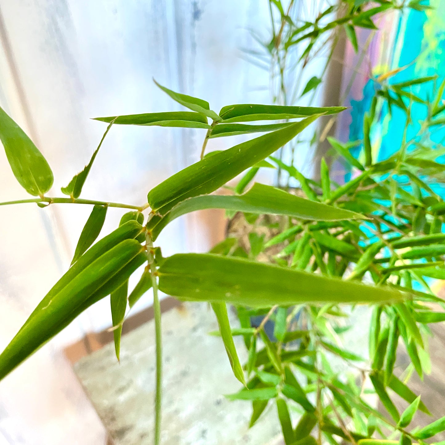 close up of bamboo leaves
