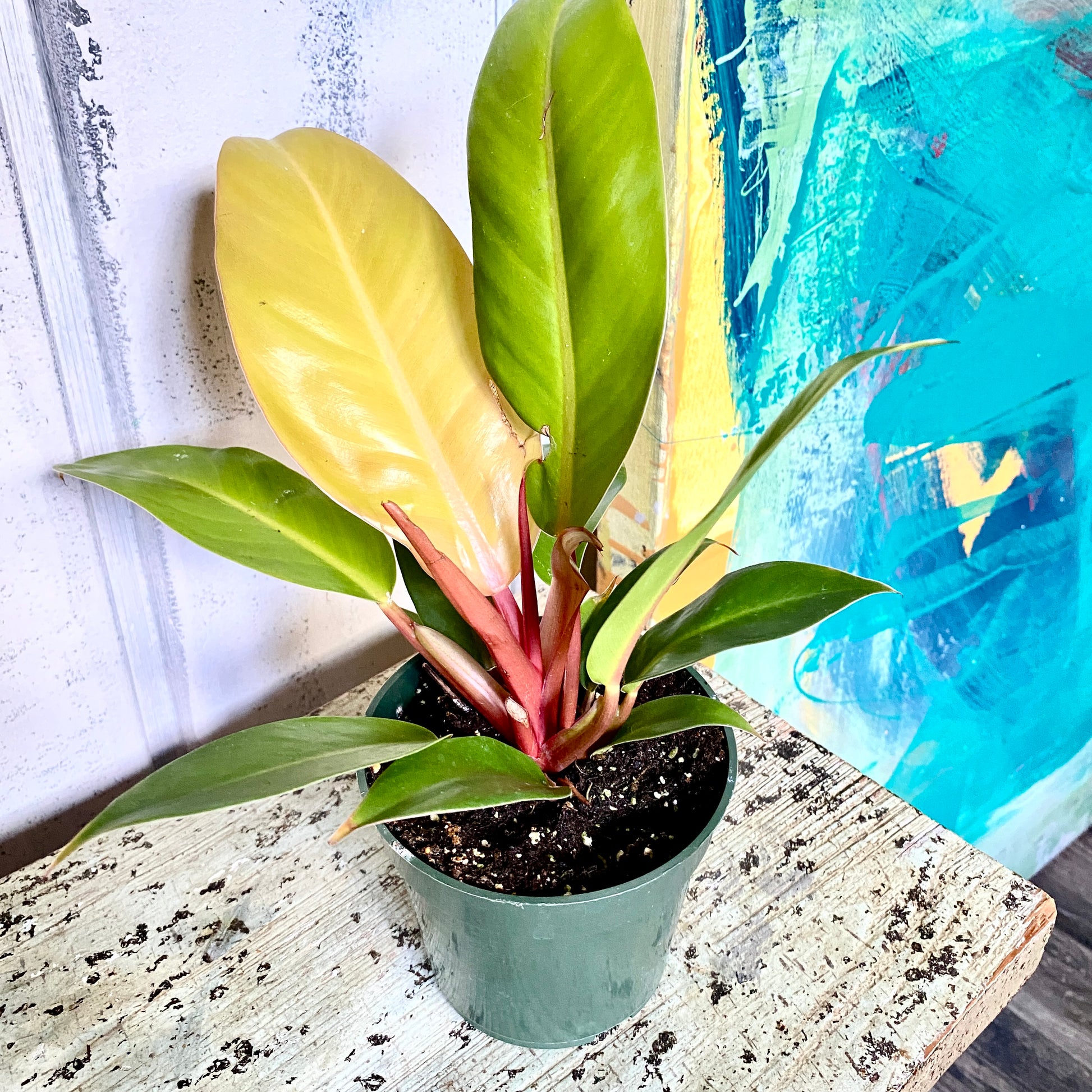 Orange Philodendron