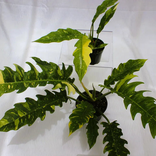 Philodendron Upright Ring of Fire