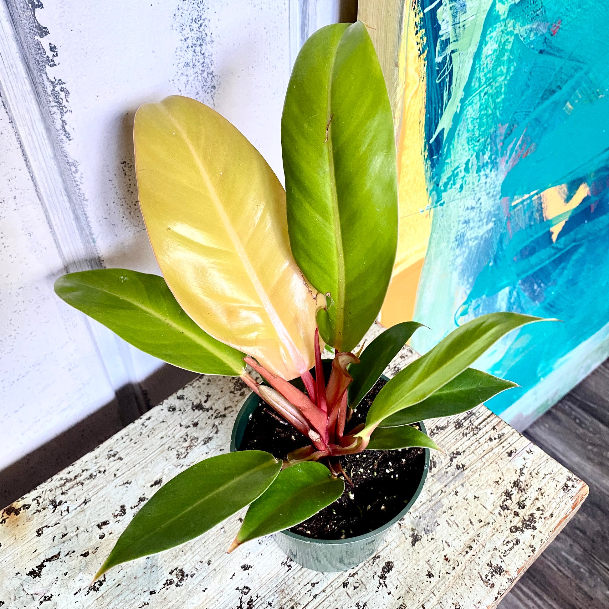 Tropical Philodendron 
